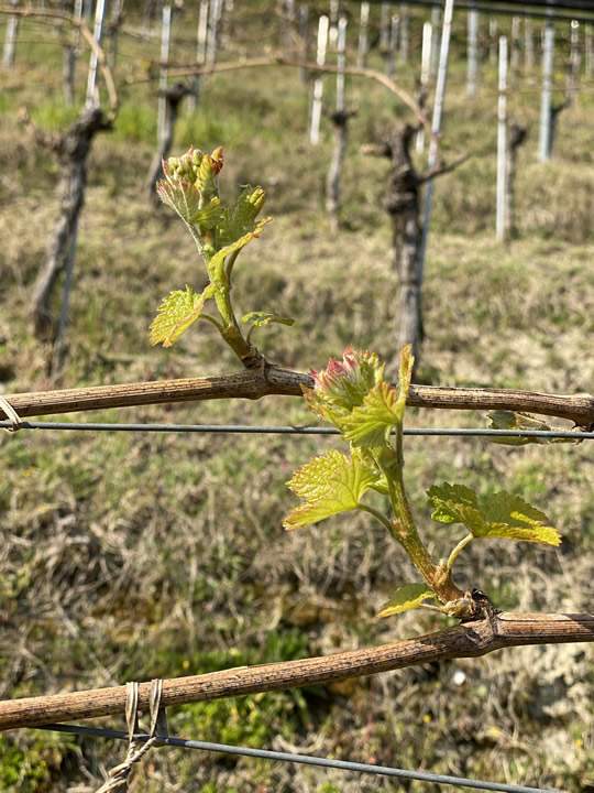 Nebbiolo